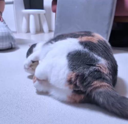 寝転がる猫