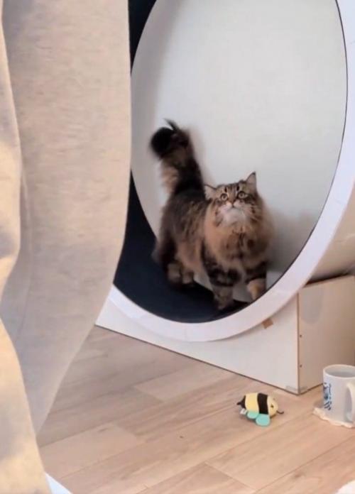 キャットホイールを使う猫