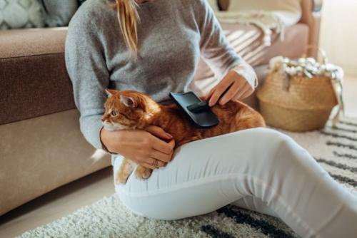ヒザの上でブラッシングされている猫