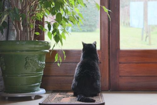 外を見る猫