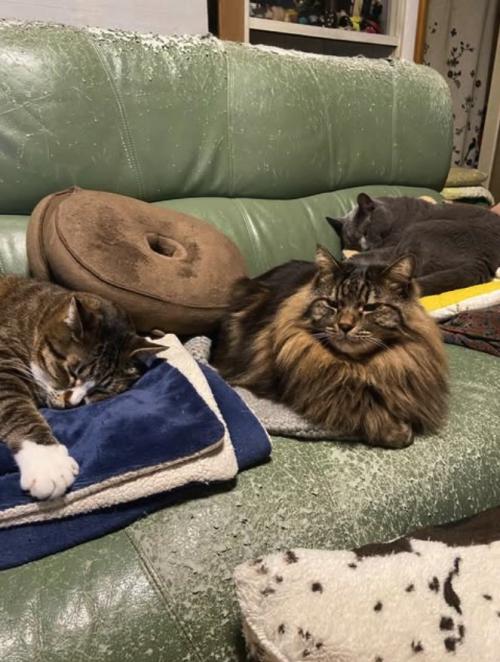 ソファの上でくつろぐ3匹の猫