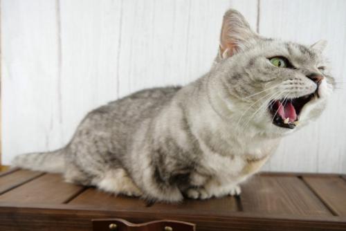 鳴いている猫
