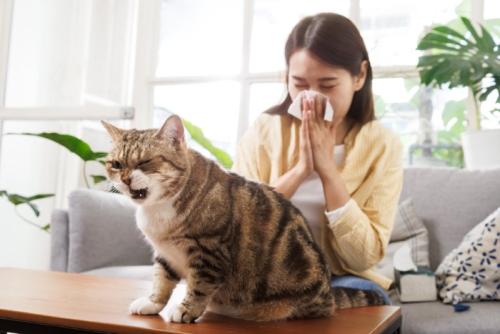 くしゃみをする人と猫