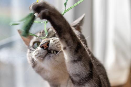 興奮する猫