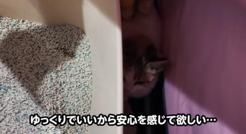 ケージの中にいる子猫を手袋でなでる