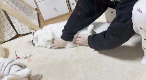 おなかをさわられている猫