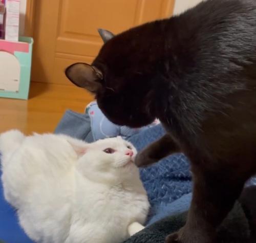 ケンカをしている2匹の猫