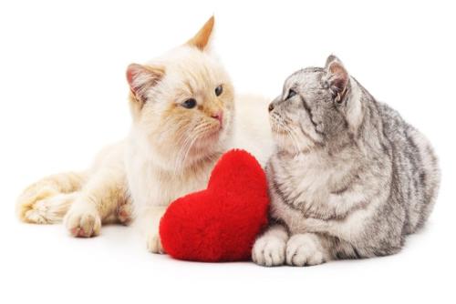 オス猫とメス猫