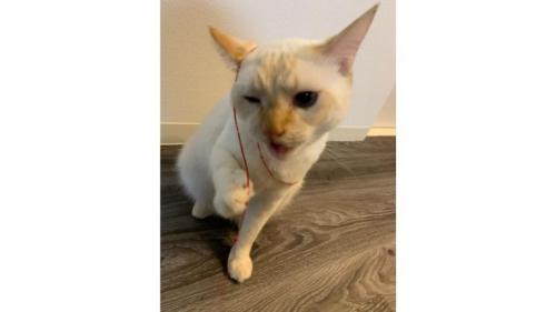 室内にいる猫