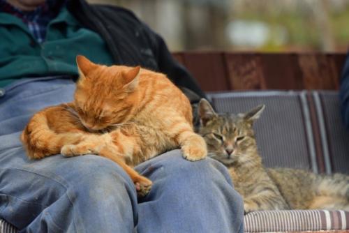 ヒザの上で毛繕いをする猫とその隣に佇む猫