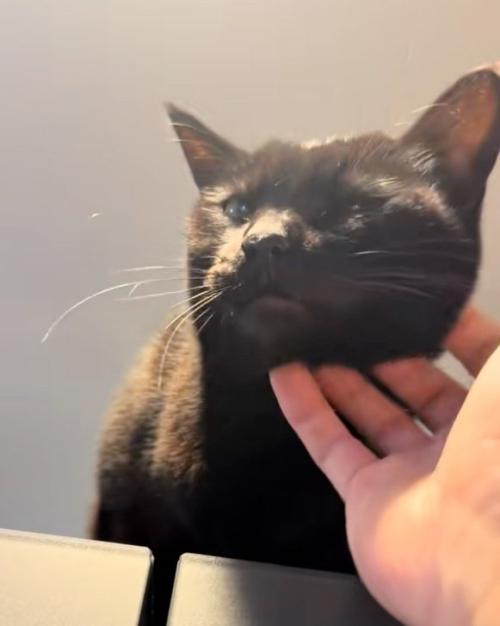 撫でられる猫