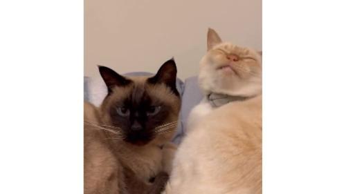 寝ている猫たち