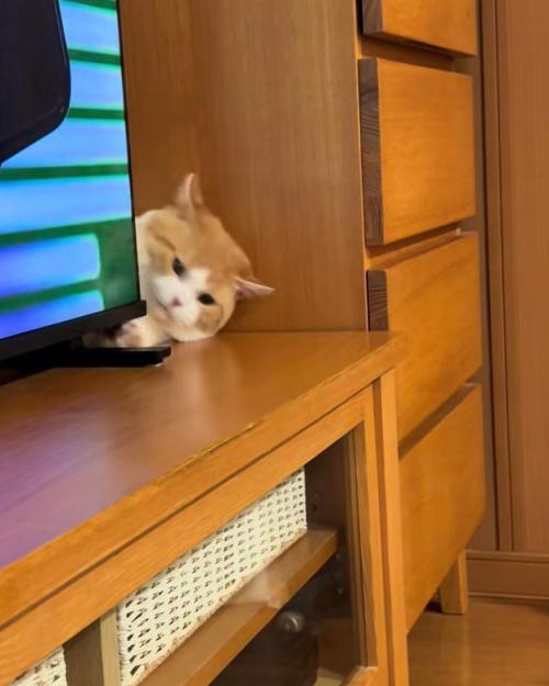 隠れる子猫