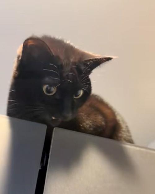 鳴く猫