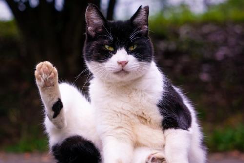片足上げている猫