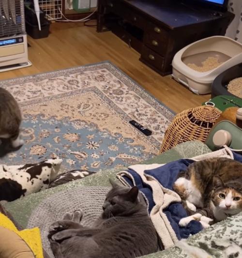 ソファの上にいる2匹の猫と画面左側に見切れている猫