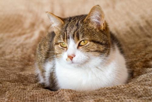 香箱座りの猫