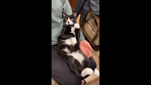 左前足を上げた姿