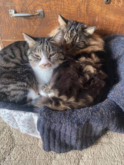 寄り添って眠るキジトラハチワレとキジトラ長毛