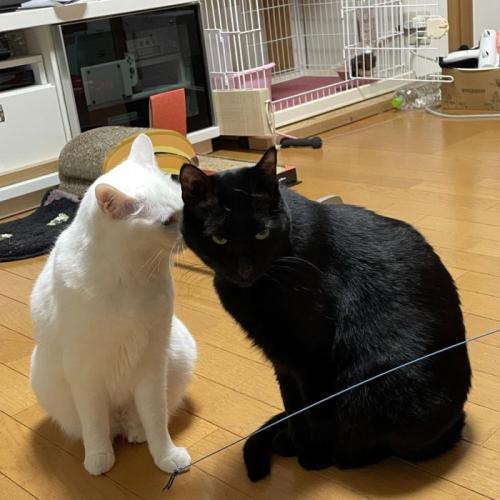 2匹の猫