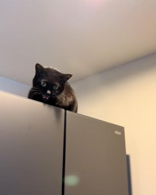 呼ぶ猫