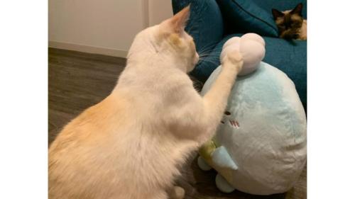 室内にいる猫