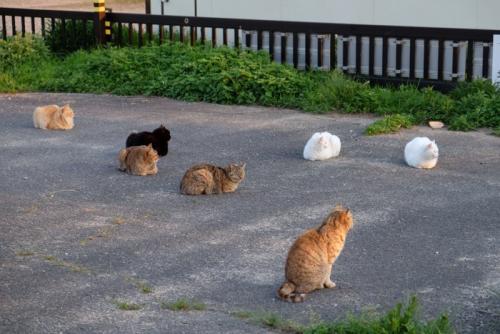 集まって座っている猫たち