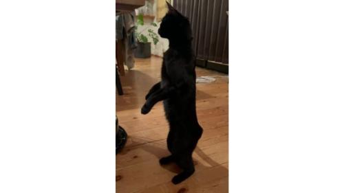 立っている猫