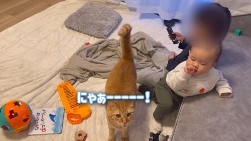 鳴く猫