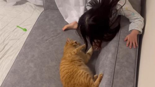 ソファの上で横になる猫