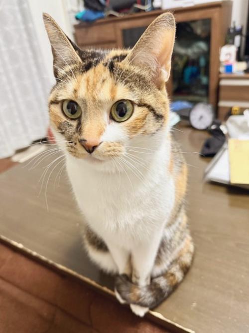 マフラーこはくちゃん