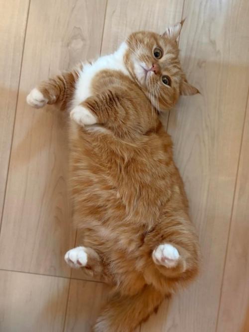 仰向けの猫