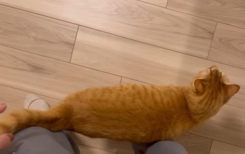 スリスリする猫