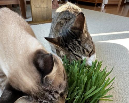 草を食べる2匹の猫1