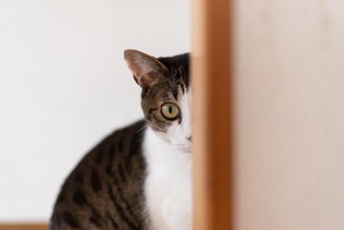 チラ見する猫