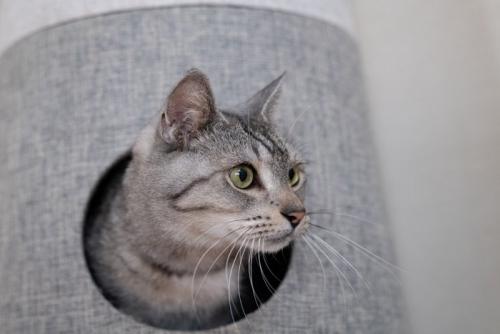 警戒中の猫