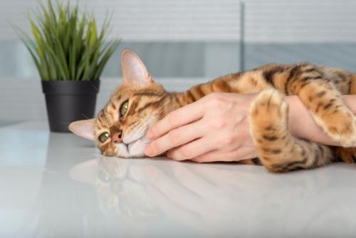 猫をなでる手