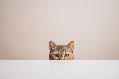 こちらを見る猫