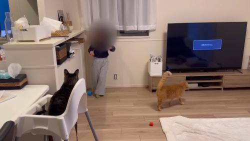 椅子に座る猫と床を歩く猫