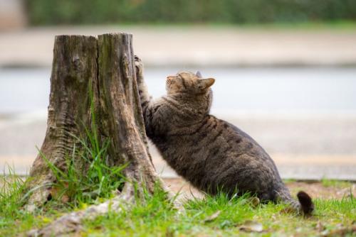 切り株で爪をとぐ猫