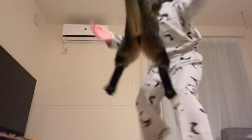 ジャンプする猫
