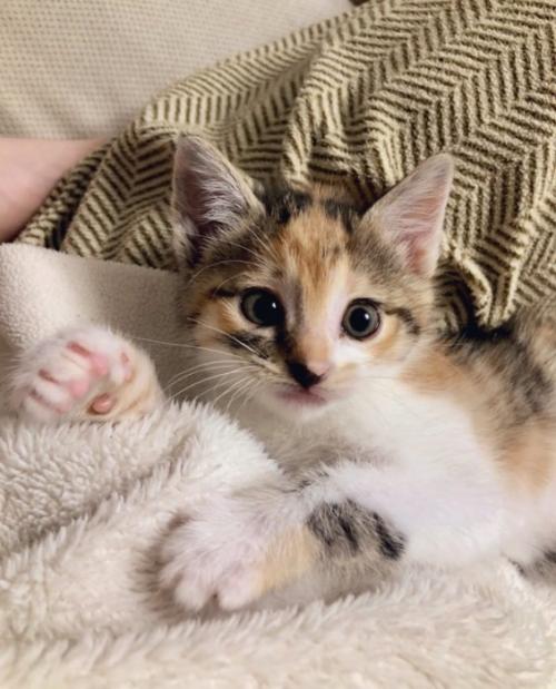 子猫のこはくちゃん