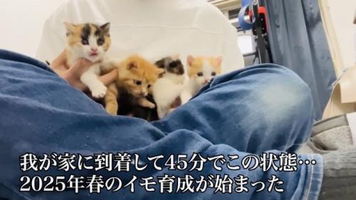 父ちゃんの足の上に乗る4匹の子猫
