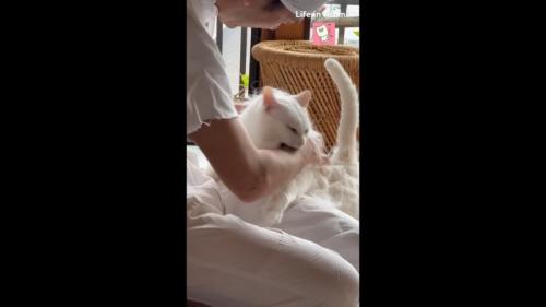 甘噛み