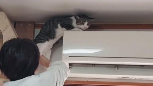 困る猫