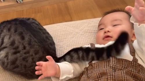 猫と赤ちゃん