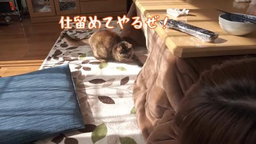 こたつ