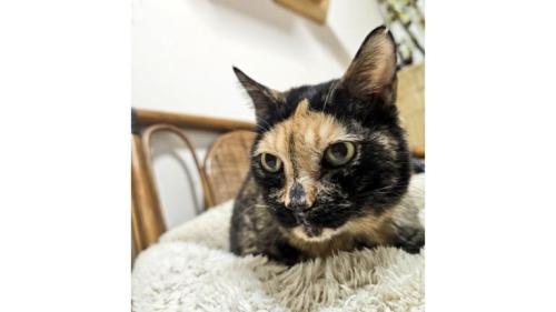 室内にいる猫