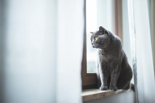 窓際の猫