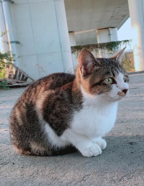 外で香箱座りをしている猫